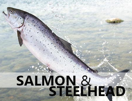 Salmon/Steelhead - STOCK SIZES